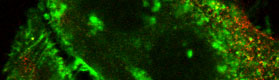 Rodgers cell line-cropped2 Rodgers cell line-cropped2